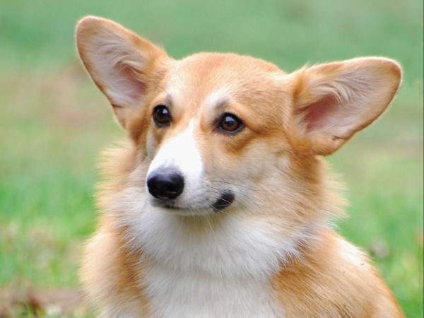 Which dog breed will you choose as your royal pet?