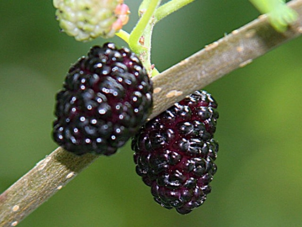 Choose a berry!