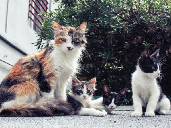 A stray cat had a little of kittens under your deck. What do you do?