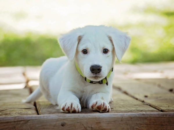 Do you believe people/animals may have some degree of psychic power?