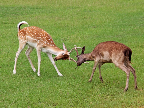 When your friends are having a fight, how do you handle it?