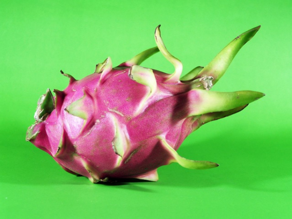 Would you be nervous about eating exotic food?