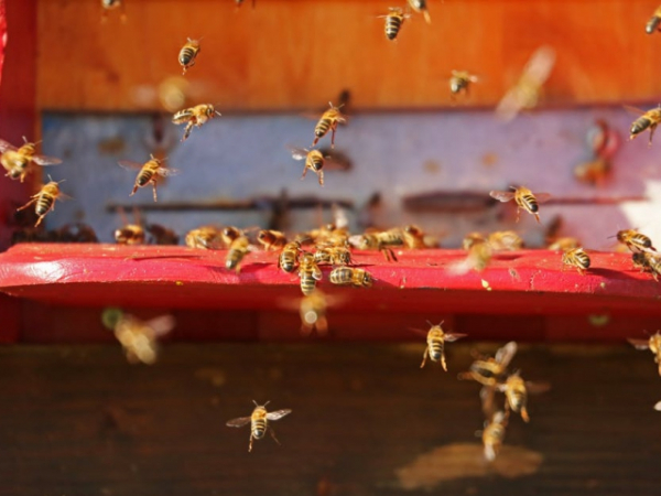 Why do bees have sticky heads?