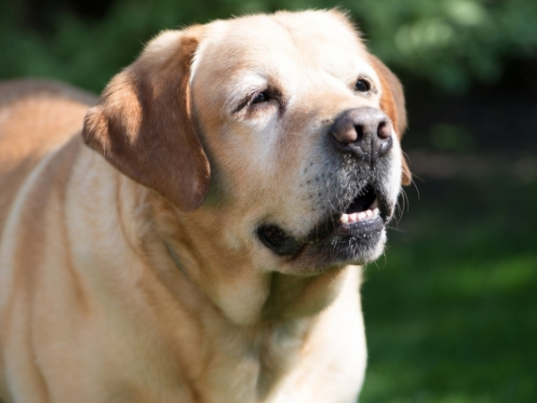 Would you be open to adopting an elderly dog?