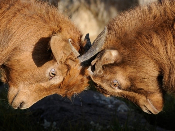 How do you react when someone insults a friend in front of you?