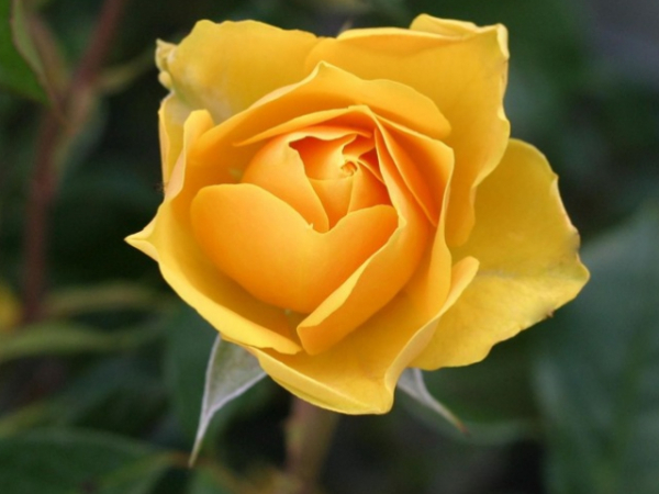 What's her favorite shade of rose?