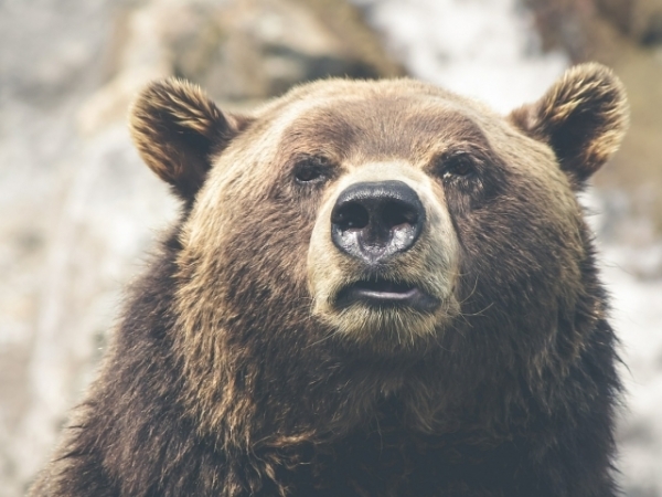 Which animal do you feel most drawn to?