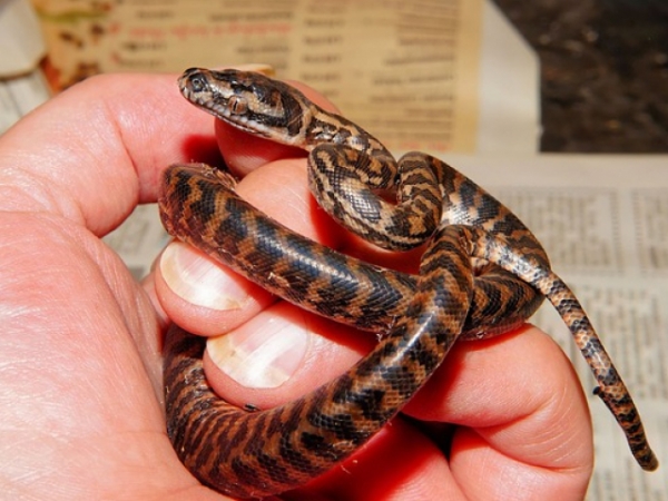 Someone offers to give you a free pet snake. Do you take it?