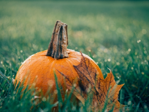 Pick a fall flavored beverage to sip on:
