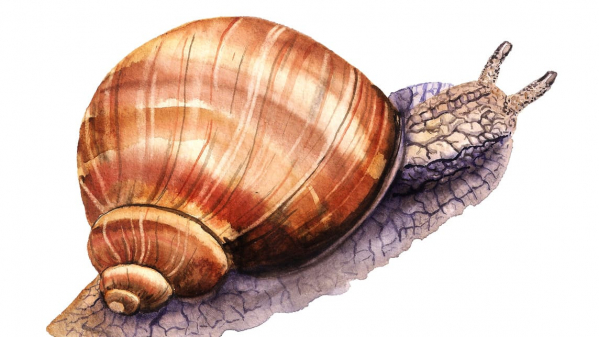 What is your opinion on snails?