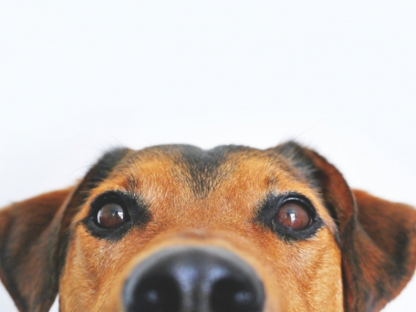 Pretend your a dog who just found out you've been taken to the vet. What do you do?