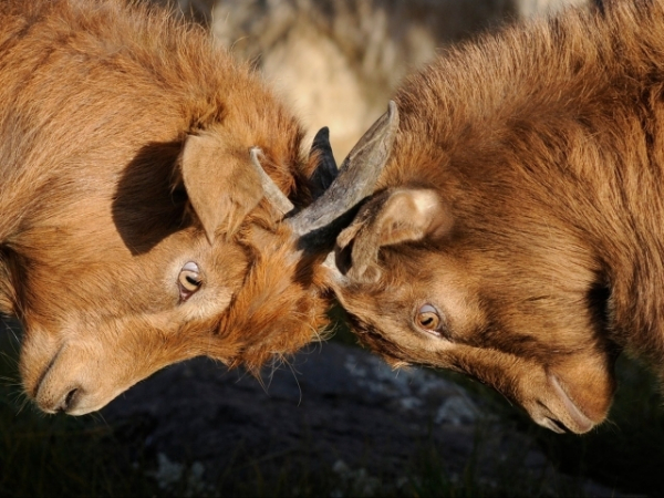 Do you avoid confrontation?