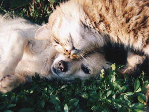 Your children are asking for a pet. What do you bring home?