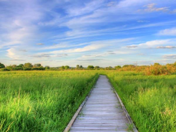 On a scale of 1-5 with 5 being very important, how important are public green spaces to you?