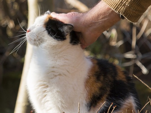 Which pet would you rather love up on?