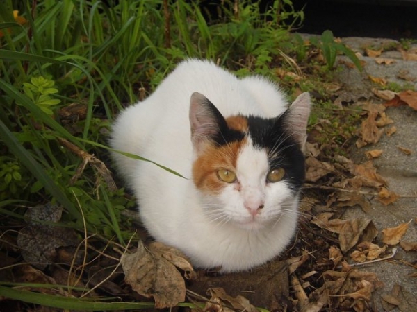 How is your cat feeling if they sit like this?