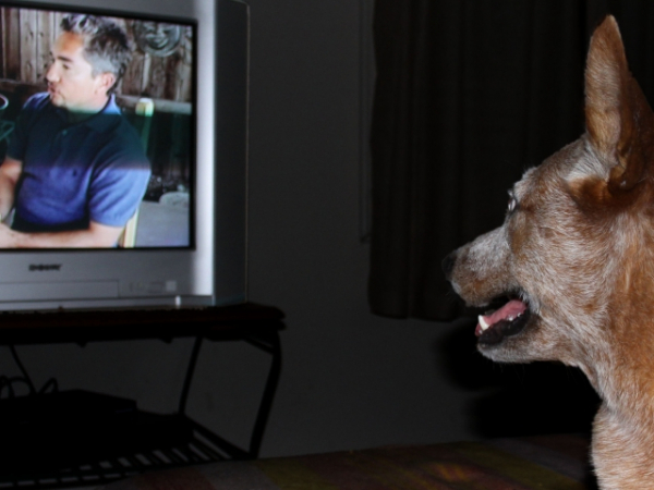 What type of TV do you enjoy watching most?