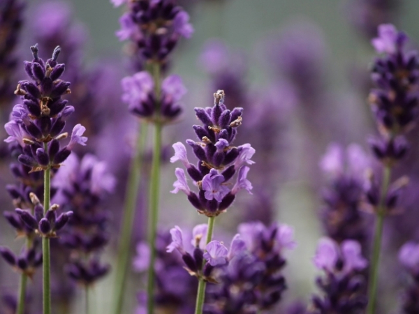 Choose a scent that speaks to you:
