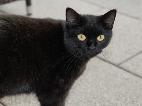 Would you say you're superstitious?