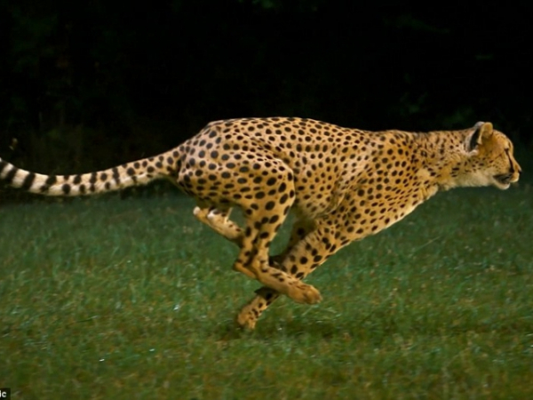 Do you like things to be fast paced or slow paced?