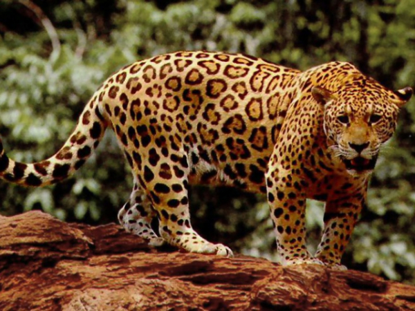 What's your spirit animal?