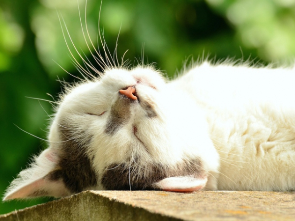 Are you more of a cat or a dog person?