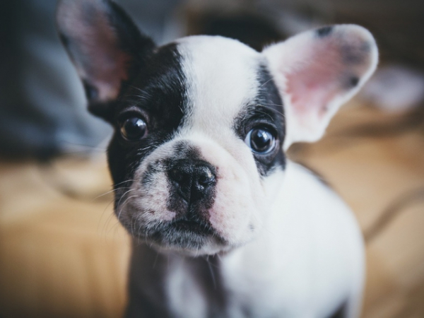 What word would you use to describe a dog?