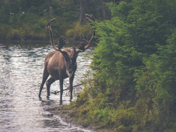Can you name all of Santa's reindeer?