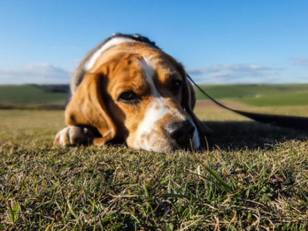 Which side of a dog has the most fur?