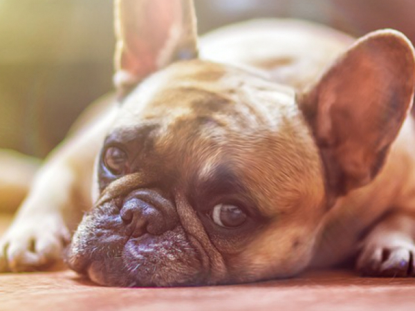 How do you feel about owning pets?