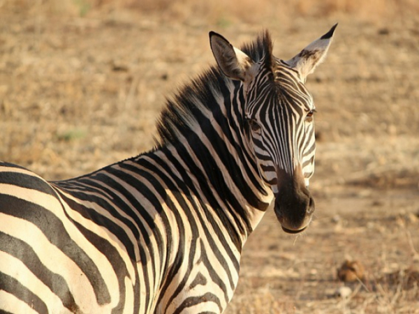 If you were an animal would you rather be a pet or live in the wild
