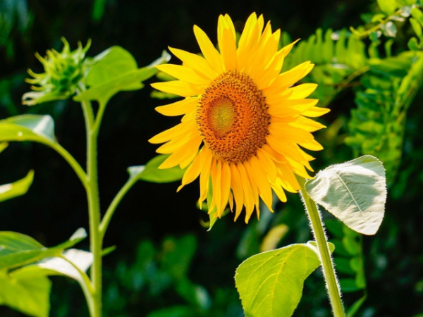 Pick a flower.