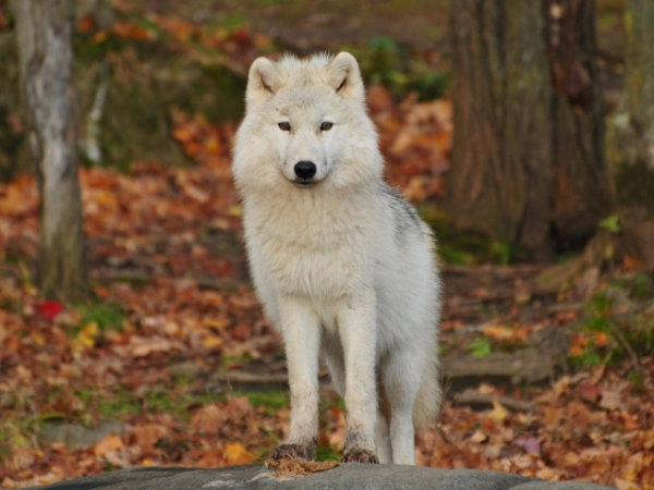 What is your spirit animal?