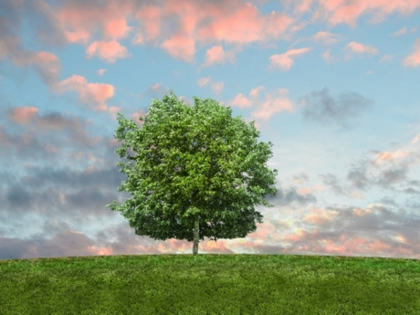 When was the last time you climbed a tree?