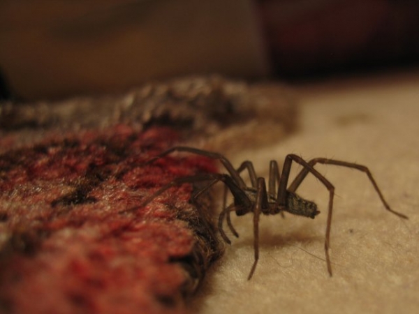 What would you be more horrified to find in your home?