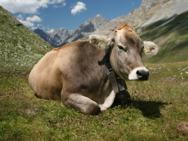 If you could only own one domestic animal for the rest of your life, which would you choose?