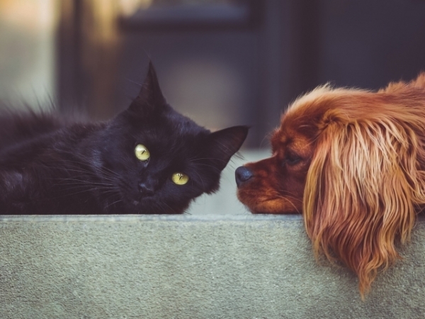 Do you have any pets?