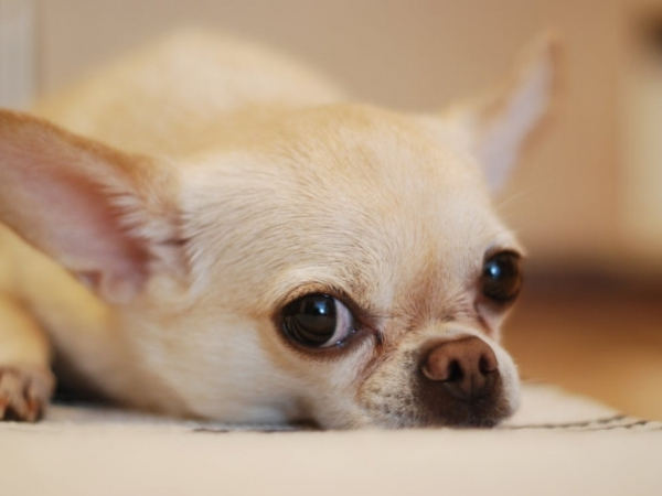 How many nicknames do you have for your dog?