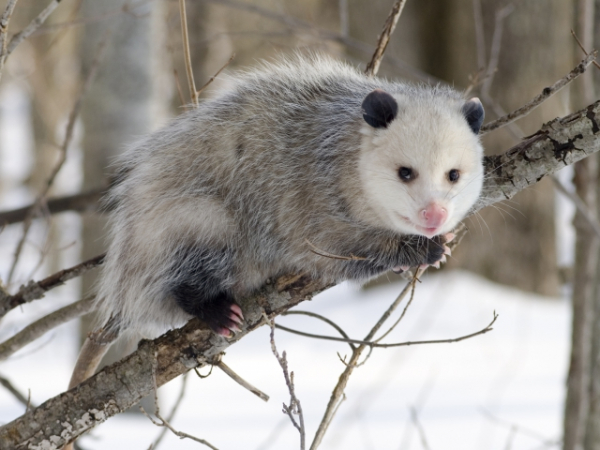Which of these animals would freak you out?