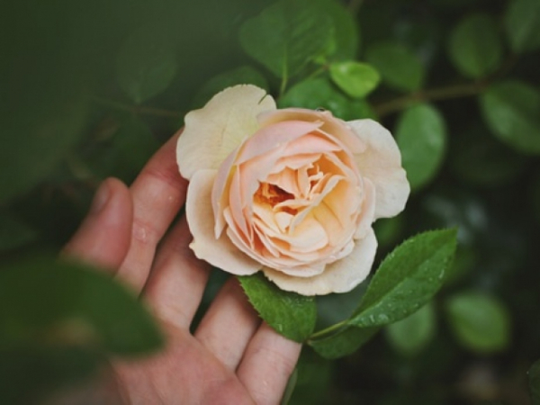 Have you ever truly forgiven someone who has deeply hurt you?