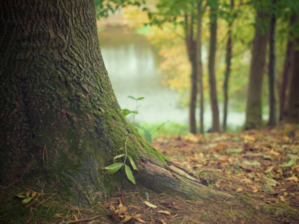 Are you a nature lover?