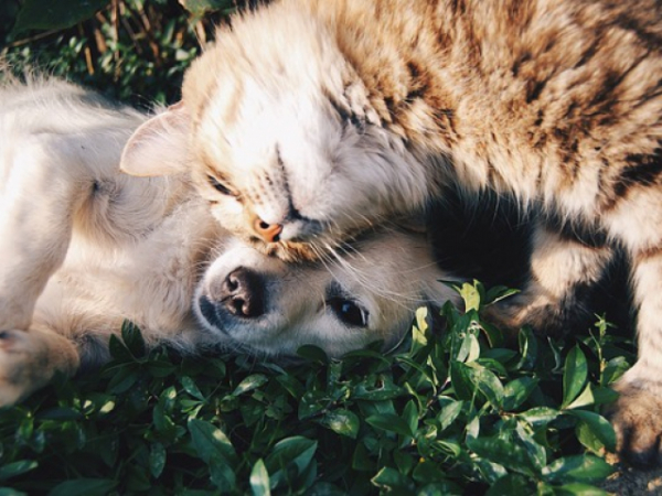 You are at an anaimal shelter. Do you adopt a dog or cat?