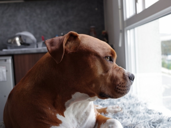 Say you're a dog and your owner is at work. How would you pass the time?