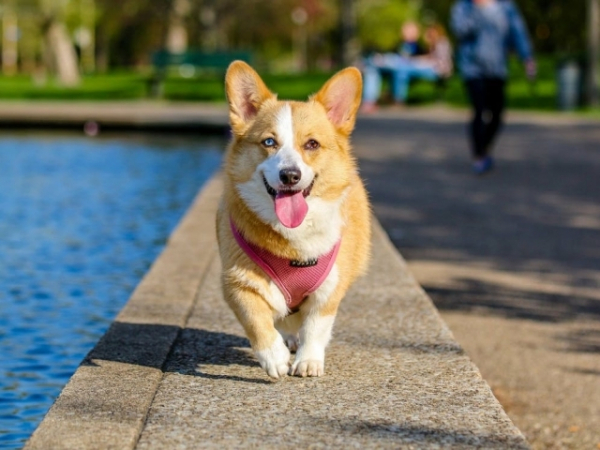 Do you take your dog with you on errands?