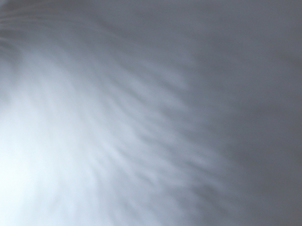 Are you allergic to fur?