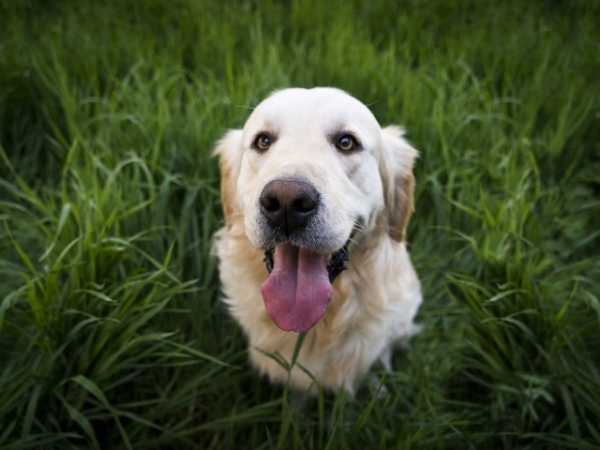 Which dog breed speaks to you?