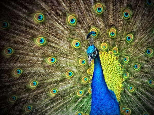 Who do you believe is your spirit animal?