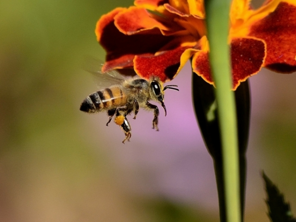 Bees are found on every continent of earth except for one. Which is it?