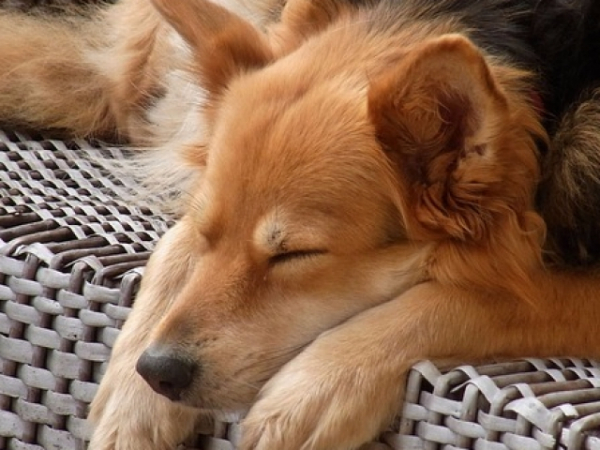 What do you dream about most often?