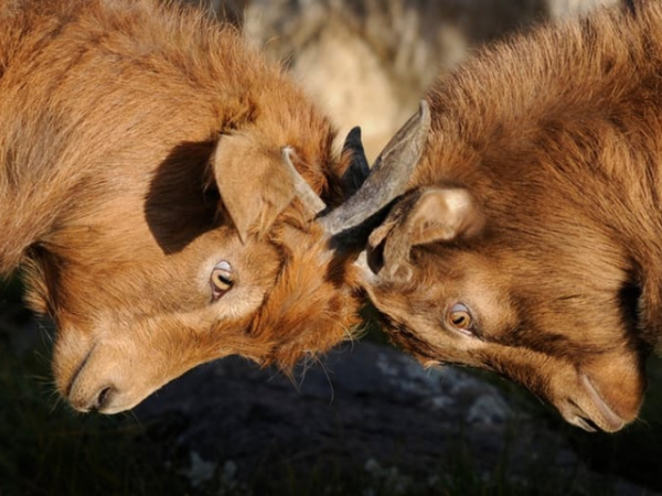 Have you ever implemented the silent treatment during an argument?